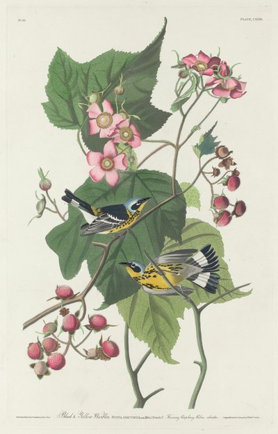 Black and Yellow Warbler by Robert Havell