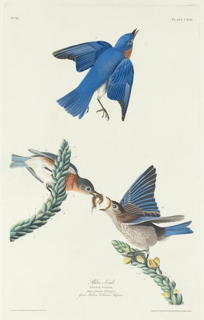 Blue-Bird, 1831 by Robert Havell