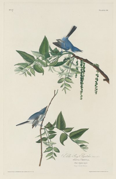 Blue-grey Flycatcher by Robert Havell
