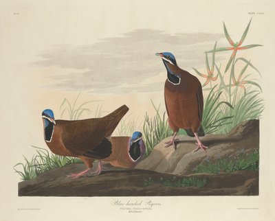 Blue-headed Pigeon by Robert Havell