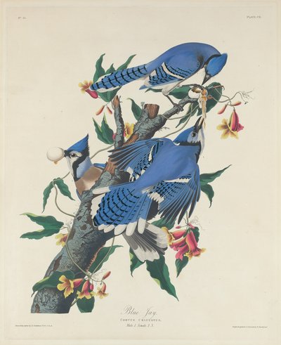 Blue Jay by Robert Havell