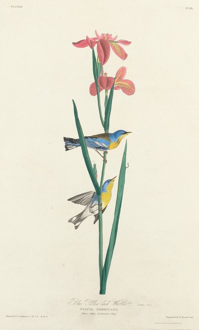 Blue Yellow-backed Warbler by Robert Havell
