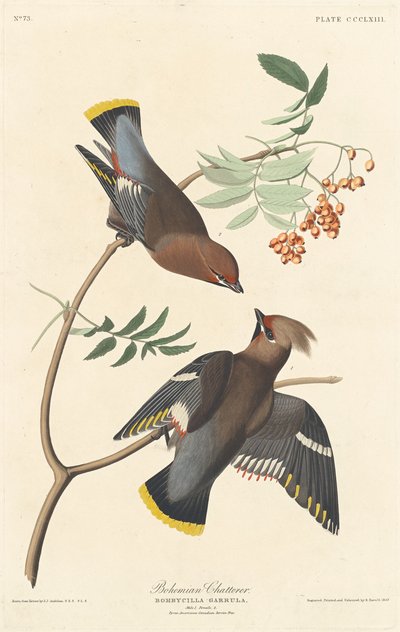 Bohemian Chatterer by Robert Havell