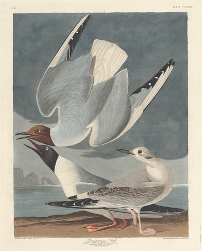Bonaparte