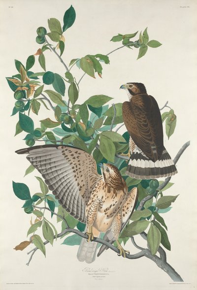 Broad-winged Hawk, 1830 by Robert Havell