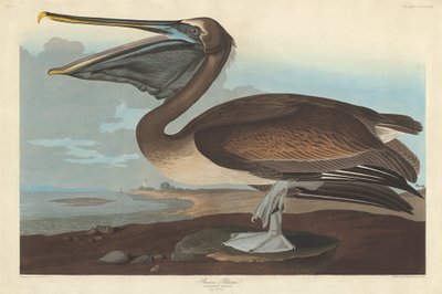 Brown Pelican by Robert Havell