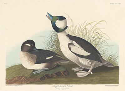 Buffel-headed Duck by Robert Havell