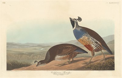 Californian Partridge by Robert Havell