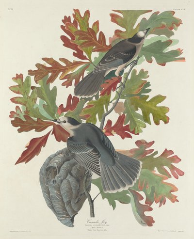 Canada Jay by Robert Havell