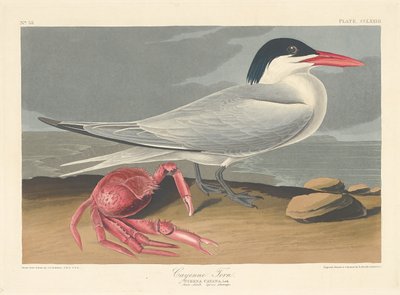 Cayenne Tern by Robert Havell