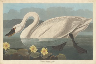 Common American Swan by Robert Havell