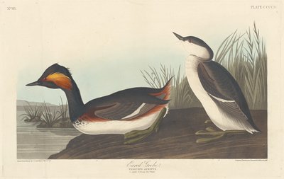 Eared Grebe by Robert Havell