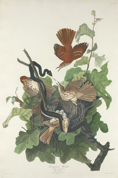 Ferruginous Thrush by Robert Havell
