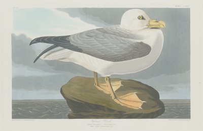 Fulmer Petrel by Robert Havell