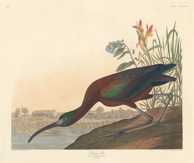 Glossy Ibis by Robert Havell