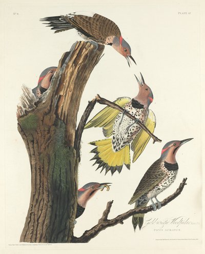 Gold-winged Woodpecker by Robert Havell