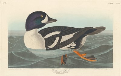 Golden-eye Duck by Robert Havell