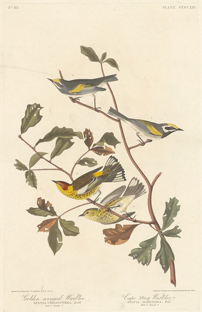 Golden-winged Warbler and Cape May Warbler by Robert Havell