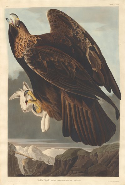 Golden Eagle by Robert Havell