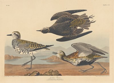 Golden Plover by Robert Havell