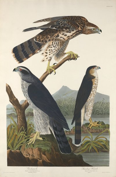 Goshawk and Stanley Hawk by Robert Havell