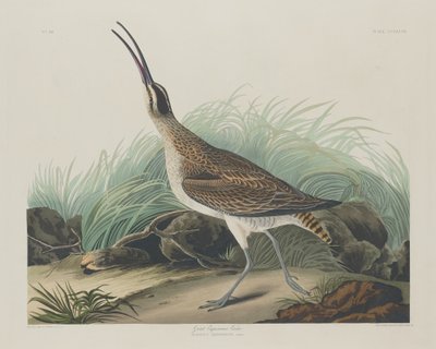 Great Esquimaux Curlew by Robert Havell