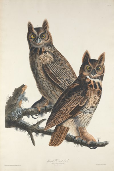 Great Horned Owl by Robert Havell