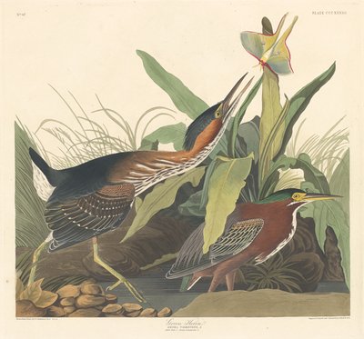 Green Heron by Robert Havell