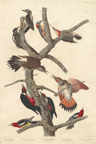 Hairy Woodpecker, 1838 by Robert Havell
