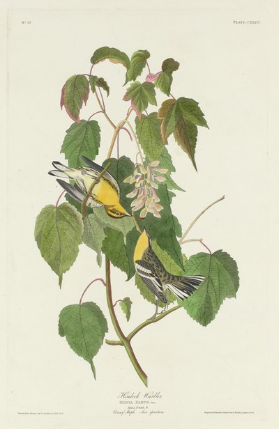 Hemlock Warbler, 1832 by Robert Havell