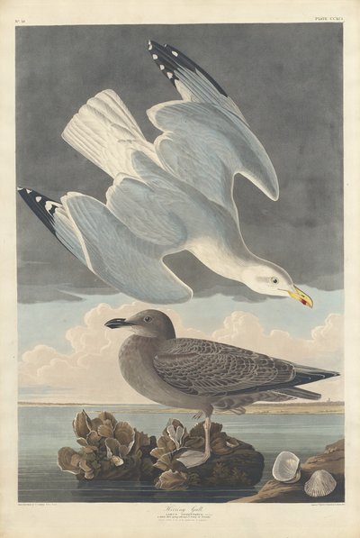 Herring Gull by Robert Havell