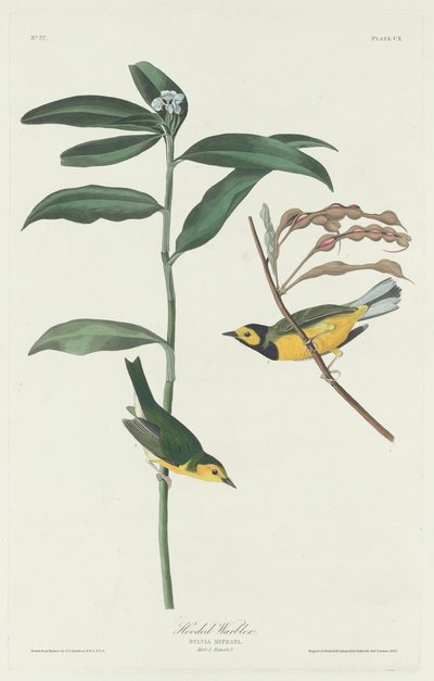 Hooded Warbler, 1831 by Robert Havell