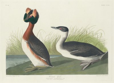 Horned Grebe, 1835 by Robert Havell