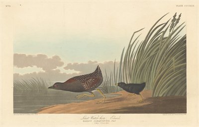 Least Water-hen by Robert Havell