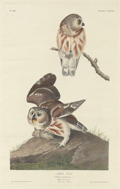 Little Owl by Robert Havell