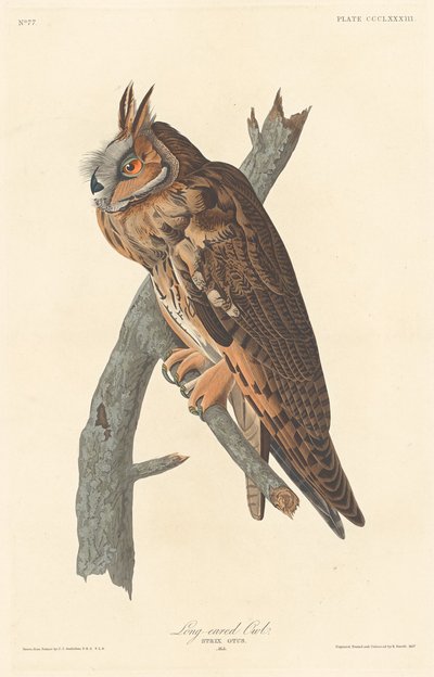 Long-eared Owl by Robert Havell