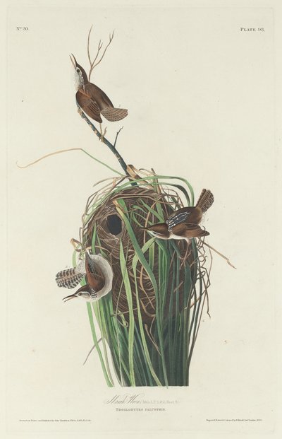 Marsh Wren, 1830 by Robert Havell