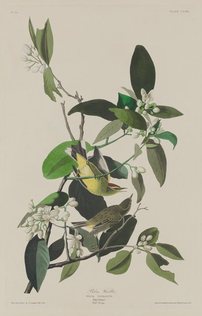 Palm Warbler by Robert Havell