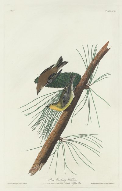 Pine Creeping Warbler, 1832 by Robert Havell