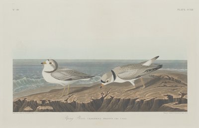 Piping Plover by Robert Havell