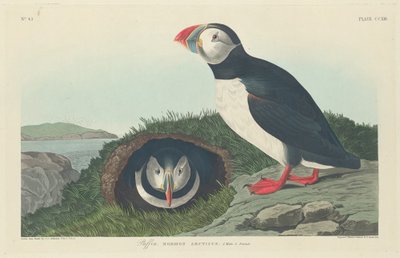 Puffin, 1834 by Robert Havell
