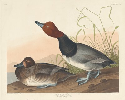 Red-Headed Duck by Robert Havell