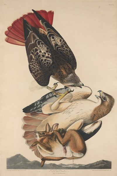Red Tailed Hawk by Robert Havell
