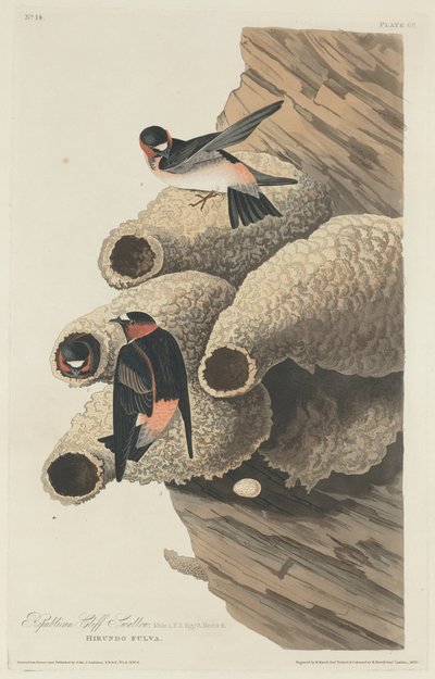 Republican Cliff Swallow, 1829 by Robert Havell