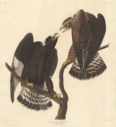 Rough-legged Falcon by Robert Havell
