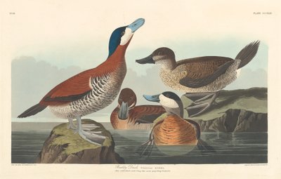 Ruddy Duck, 1836 by Robert Havell