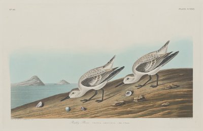 Ruddy Plover by Robert Havell