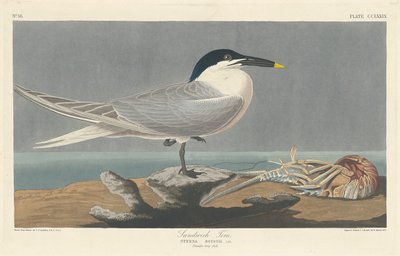 Sandwich Tern, 1835 by Robert Havell