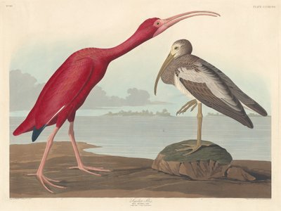 Scarlet Ibis by Robert Havell