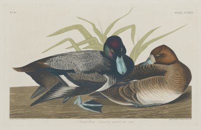 Scaup Duck, 1834 by Robert Havell